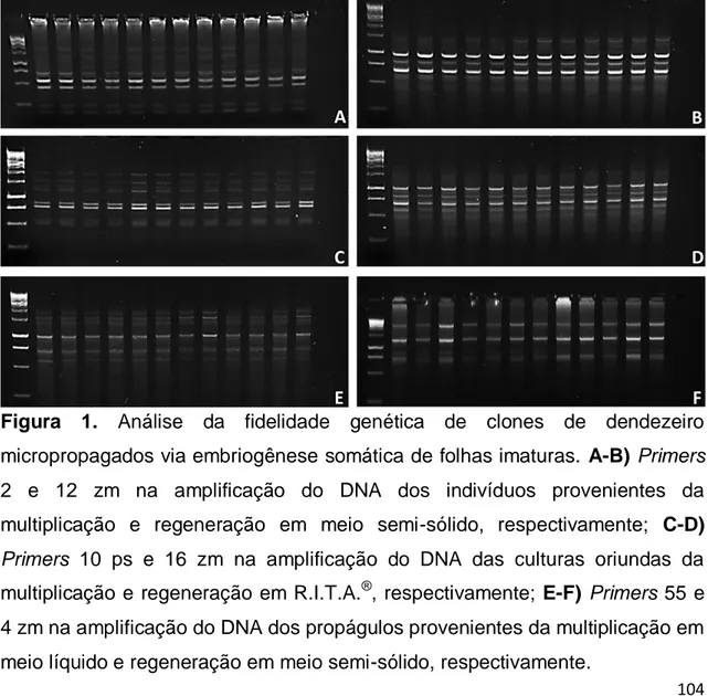 Figura  1.  Análise  da  fidelidade  genética  de  clones  de  dendezeiro  micropropagados via embriogênese somática de folhas imaturas