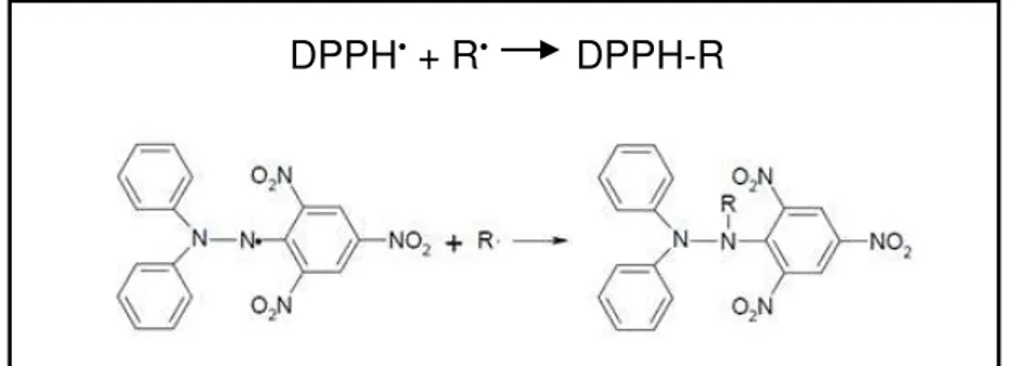 Figura 7  –  Estabilização do radical livre DPPH •  através de espécie reativa. 