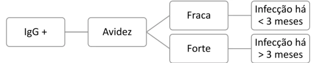 Figura 3- Avidez das IgG na determinação do período de infecção. (Fonte: Adaptado de Revello M, &amp; Gerna G