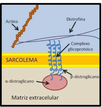Figura 2: Complexo distrofina-glicoproteínas  