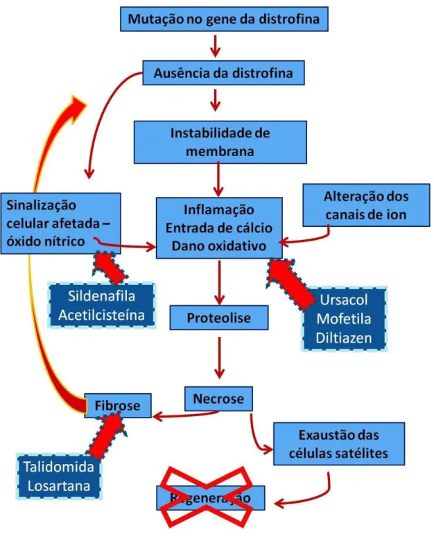 Figura 4: Mecanismo de ação dos fármacos na patofisiologia da DMD 