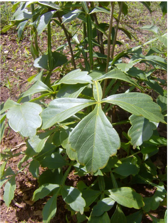 Figura  1.  Serjania  erecta  (coleção  de  plantas  da  Unidade  de  Biotecnologia  da  UNAERP)