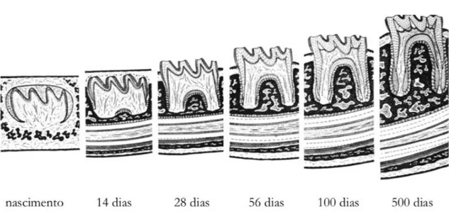 Figura 1 – Cronologia da odontogênese e rizogênese murina (19) 