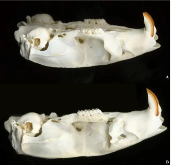 Figura  4  –  Aspectos  anatômicos  dos  dentes  murinos  no  contexto  do  crânio  (A)  e  em  corte  longitudinal (B) para demonstrar suas relações com o tecido ósseo alveolar e com os incisivos  (19) 