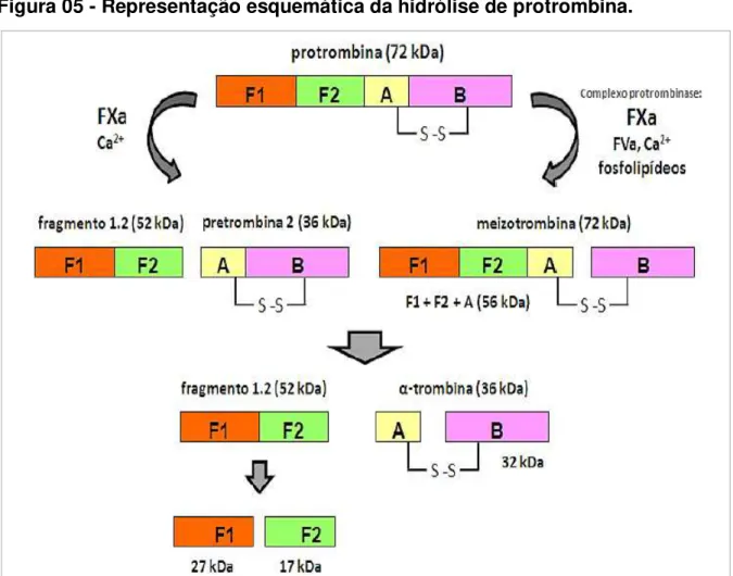Figura 05 - Representação esquemática da hidrólise de protrombina. 