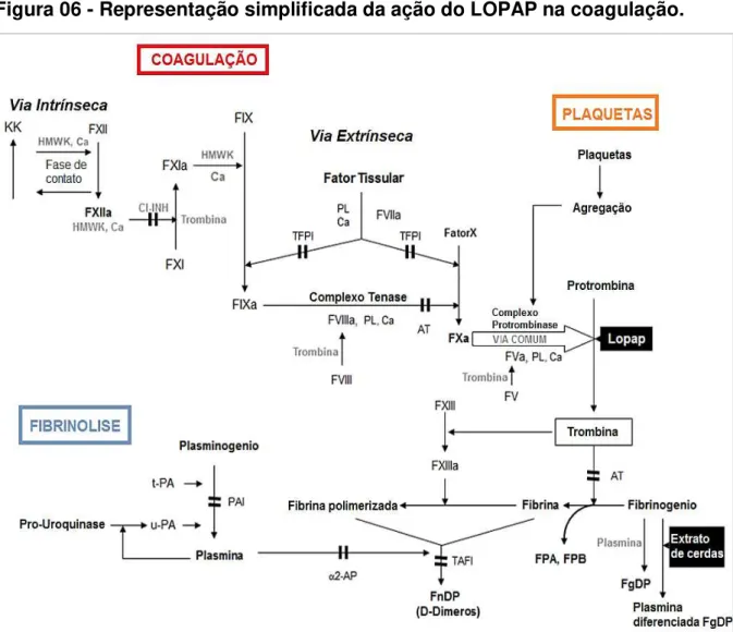 Figura 06 - Representação simplificada da ação do LOPAP na coagulação. 