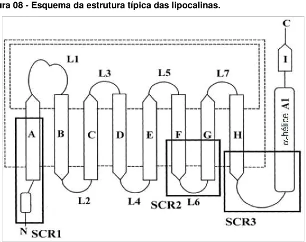 Figura 08 - Esquema da estrutura típica das lipocalinas.   