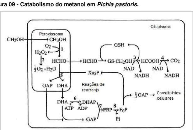 Figura 09 - Catabolismo do metanol em Pichia pastoris. 