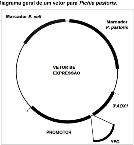 Figura 10 - Diagrama geral de um vetor para Pichia pastoris. 