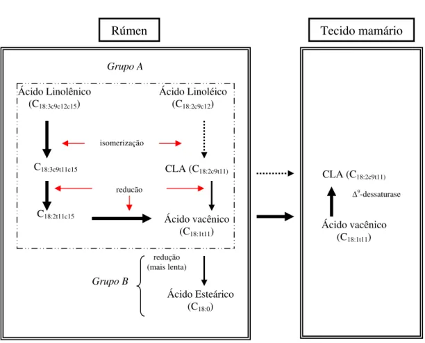 Figura 2 - Representação da biohidrogenação ruminal dos ácidos linoléico e  linolênico e produção de CLA no tecido mamário (Fonte: Bauman,  2002) 
