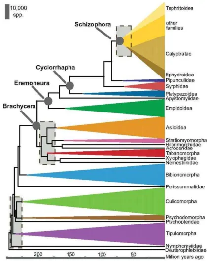 Figura 1: Cronograma representando a filogenia para dípteros e idade estimada de divergências de  cada clado