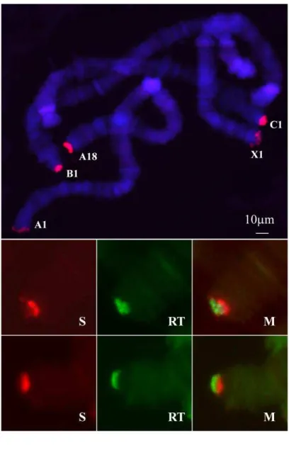 Figure  2:  Localization  of  the  pRa-38  probe  containing  part  of  the  414  bp  satellite  in  polytene chromosomes of R
