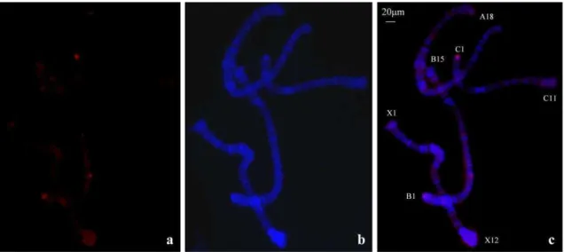 Figure 5: (a) Chromosomal localization of the pRa1-20 probe hybridization showing  (b) DAPI  counterstaning and (c) the merged signals