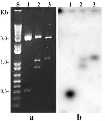 Figure 7: (a) Plasmid DNAs were cut with restriction enzymes and analyzed in an agarose gel  stained with ethidium bromide