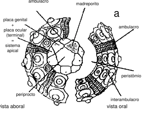 Figura 18 - Classe Echinoidea. a) Carapaça de ouriço regular;