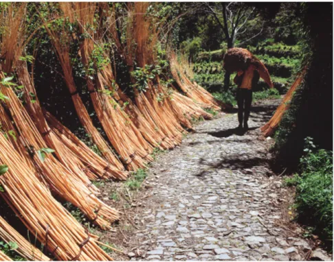 fig. 16 Drying wicker