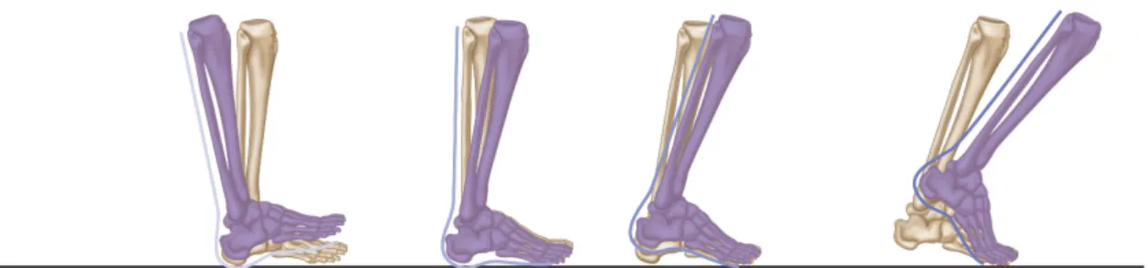 Figure 2 – The four rockers of the foot. From left to right: