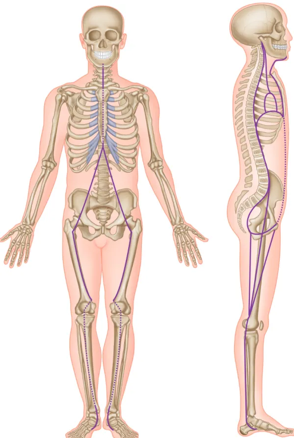 Figure 4 – The Deep Front Line of Myers represented by the lines inside for clarity. From the feet,  the  myofascia  of  the  DFL  includes  the  tibialis  posterior  and  ﬂ exors  hallucis  and  digitorum  longus,  the adductors, the pelvic ﬂ oor and hip 