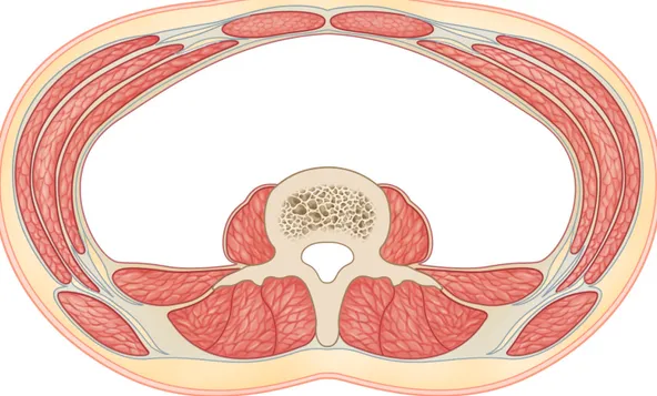 Figure 5 – This  cross-section  through  the  lumbar  region  shows  the  fascial  continuities  from  the  abdominal muscles into the muscles of the low back (and vice versa, the body knows no primacy of  direction)