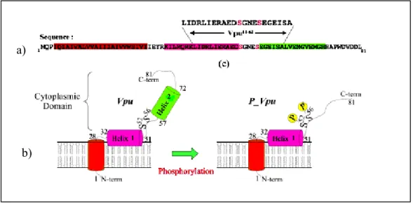 Figura 3.  Estruturas da proteína Vpu do HIV-1. a) Seqüência primária da proteína Vpu, (b) Estrutura  terciária da proteína Vpu, mostrando os principais domínios