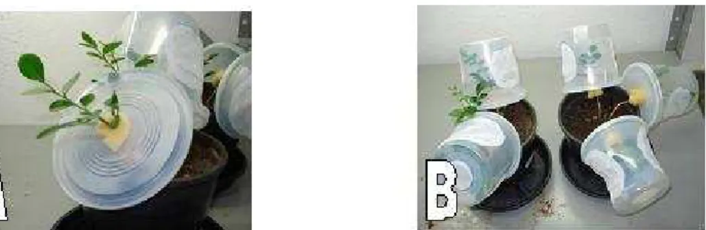Figura 3 – (A) Detalhe de ramos de murta fixado na base do recipiente plástico (tampa); (B)  Recipiente plástico tampado contendo ninfas de D