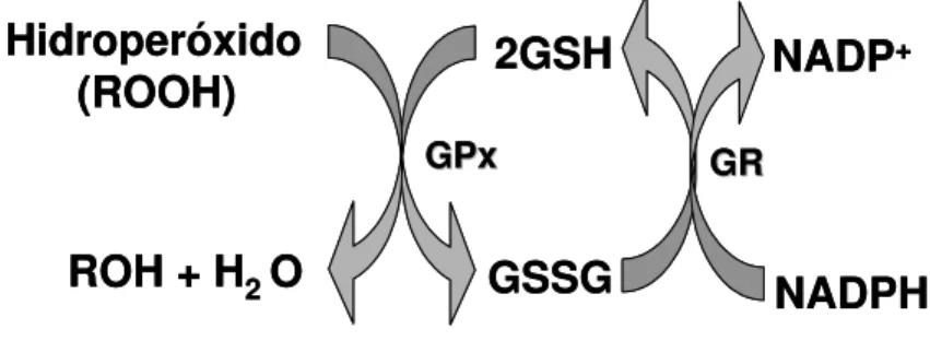 Figura 3 - Representação esquemática da eliminação de hidroperóxidos através das  enzimas Glutationa peroxidase (GPx) e Glutationa redutase (GR) agindo sobre o  substrato glutationa 