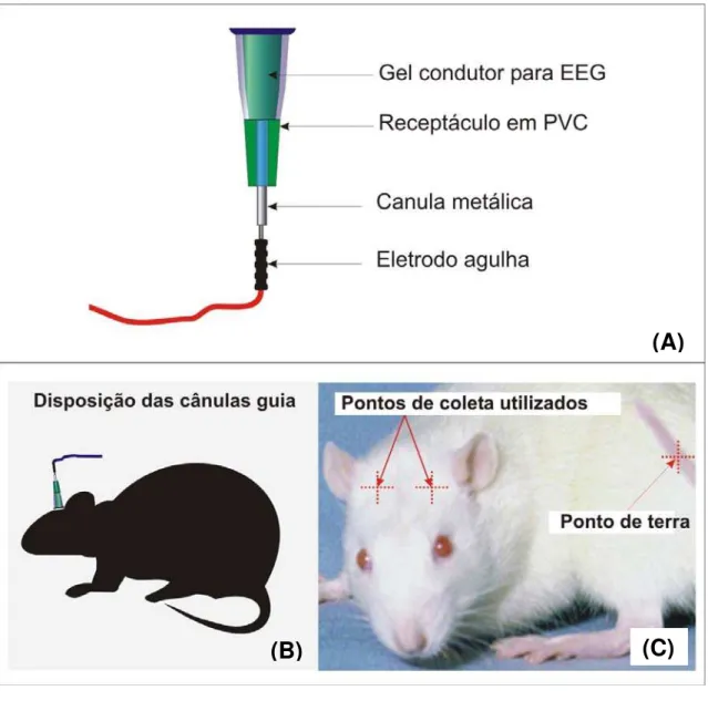 Figura 5 – Representação da interface de captação do sinal de elétrico cerebral de  ratos por método não invasivo para EEG
