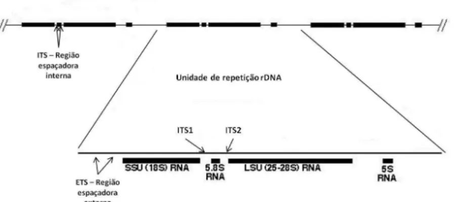 Figura  1:  Representação  esquemática  da  região  do  DNA  ribossómico  dos  fungos  e  maioria  dos  eucariontes.