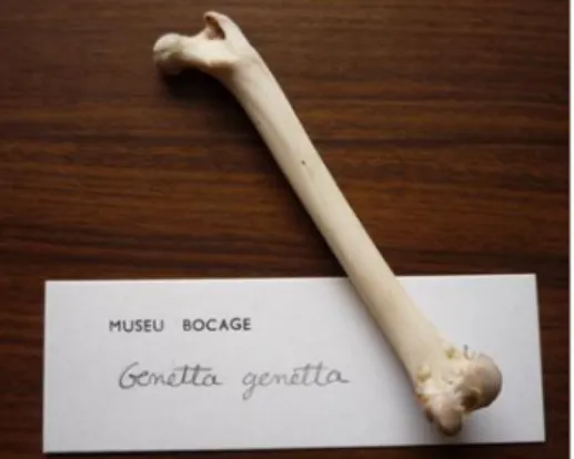 Figura 6. Material biológico (osso) pertencente a um exemplar de Genetta genetta (geneta) depositado na  Colecção de Mamíferos “Museu Bocage”