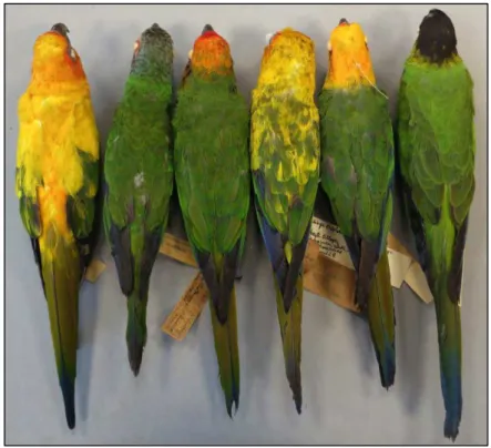 Figure 2.  Dorsal view of the six species of Aratinga, all exhibiting mainly green upperside of tail with dark  blue  distal  portion  and  black  tip