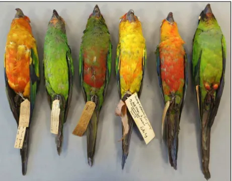 Figure 3.  Ventral view of the six species of Aratinga, showing that all present black bill and brownish olive  underside of tail