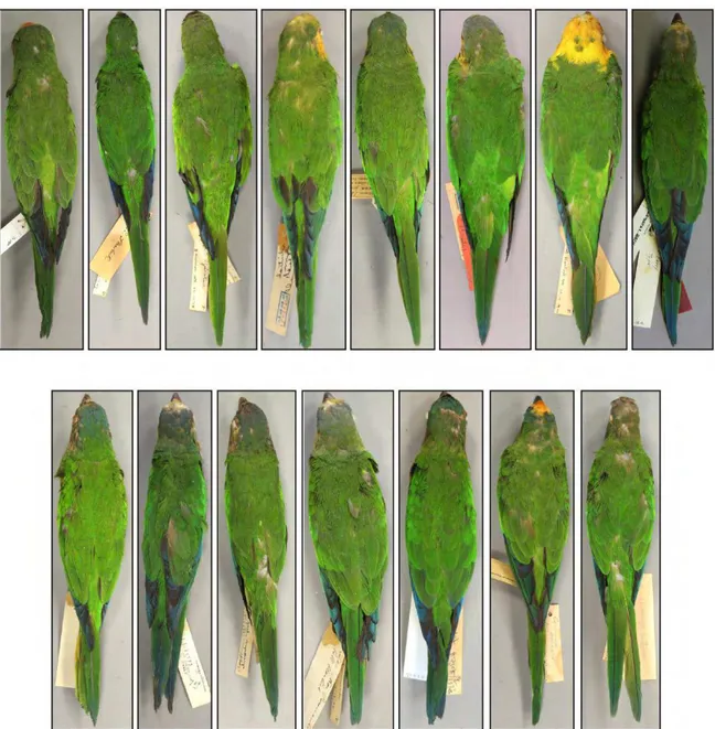 Figure  1.  Dorsal  view  of  the  15  species  of  Eupsittula  showing  that  they  all  exhibit  green  dorsal  neck,  scapulars,  folded  secondaries;  and  green  and  paris  green  uppertail