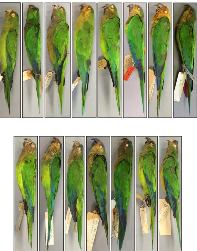 Figure  3.  Lateral  view  of  the  15  species  of  Eupsittula,  showing  that  they  all  exhibit  green  bend  of  wing,  lesser  and  median  wing-coverts,  greater  secondary-coverts;  green  and  blue  carpal  edge;  and  paris  green  and  blue  wit