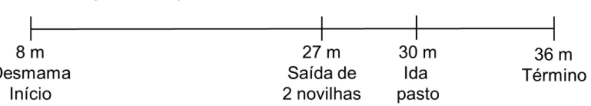 Figura 5 - Cronograma do experimento 