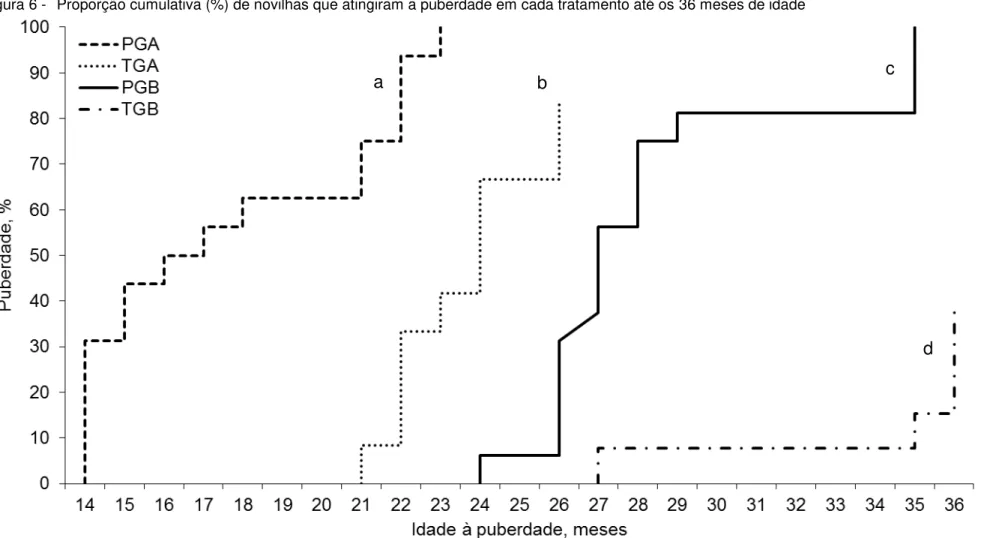 Figura 6 -   Proporção cumulativa (%) de novilhas que atingiram a puberdade em cada tratamento até os 36 meses de idade 
