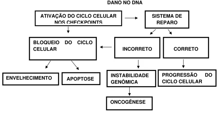 FIGURA 5. Fluxograma da resposta celular para os diferentes tipos de dano ao DNA  (Fonte: HOUTGRAAF, VERSMISSEN, GIESSEN, 2006)