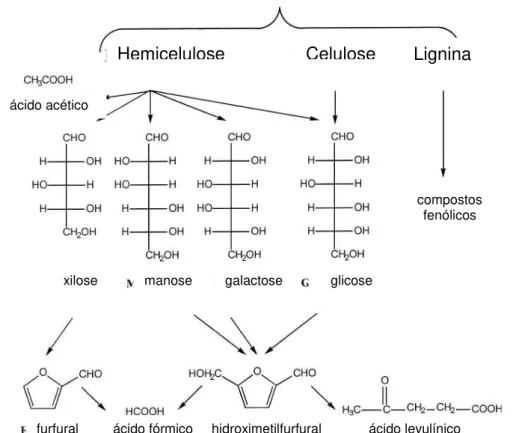 Figura  2.3.4  Reações  que  ocorrem  durante  a  hidrólise  de  materiais  lignocelulósicos  (modificado  de PALMIQVIST; HAHN-HÄGERDAL, 2000b) 