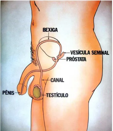 Figura 10 –  Aparelho reprodutor masculino. 