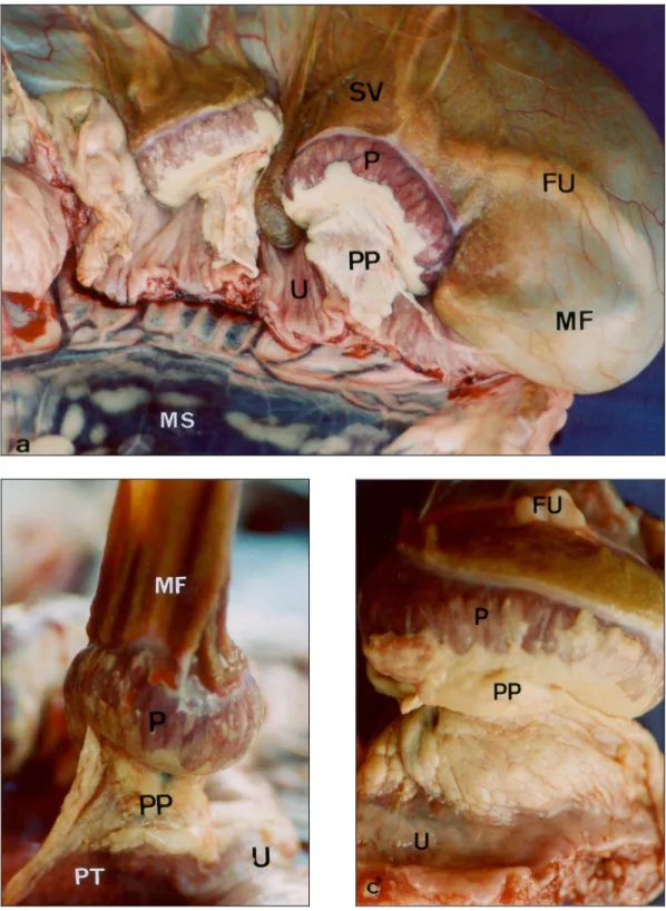 Fig. 1:  Placenta de capivara in situ  (a-b) e após a separação do útero (c). Na figura 1a            evidencia-se o feto envolvido pelas membranas fetais (MF)  e  por  transparência  o  funículo              umbilical  (FU)