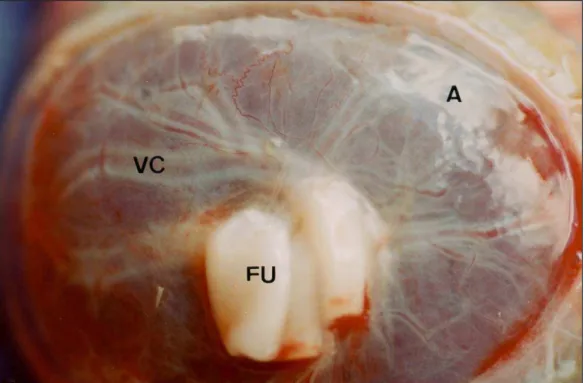 Fig. 2: Placenta de capivara: face fetal (a) e margem lateral (b-c). A figura 2a  mostra  ao               centro o funículo umbilical (FU) com 3 vasos umbilicais