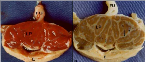 Fig. 3: Placenta de capivara a fresco (a) e fixada (b).  (a)  Notar  a  presença  de  áreas                      escuras constituindo os lobos placentários (LP) intercaladas pelo interlobo (I),  que  é                      formado  por  faixas  de  tecido 