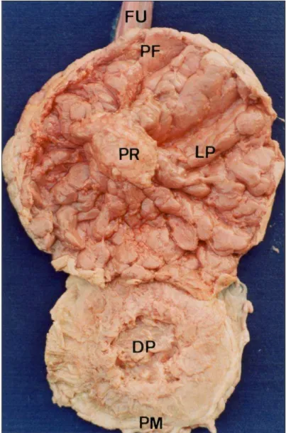 Fig. 4:  Placenta de capivara após desconexão das partes materna (PM) e fetal (PF).             