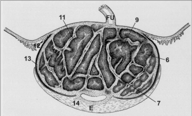 Fig. 5: Placenta de capivara de termo - secção transversal. Esquema geral  mostrando                      as diferentes regiões placentárias: os números destacados representam o número das 