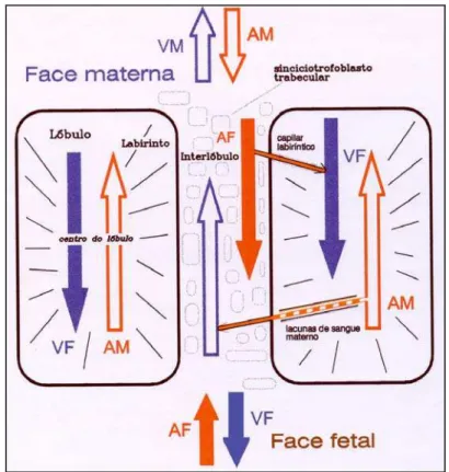 Fig. 8:  Representação  esquemática  da  circulação  intra  e  interlobular  na  placenta  de               capivara