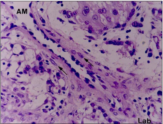 Fig. 9:  Centro do lóbulo. Detalhe da artéria materna (AM)  no  centro  do  lóbulo  nas                     proximidades do labirinto placentário (Lab)