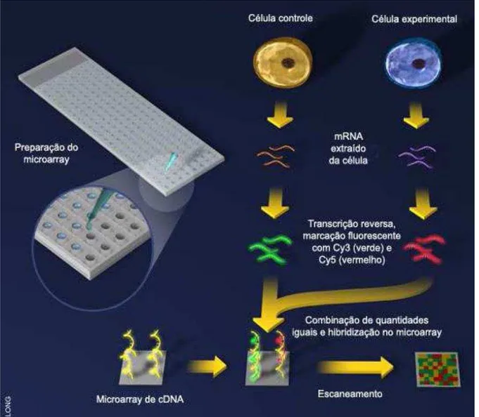 Figura 10 - Técnica de cDNA microarray 