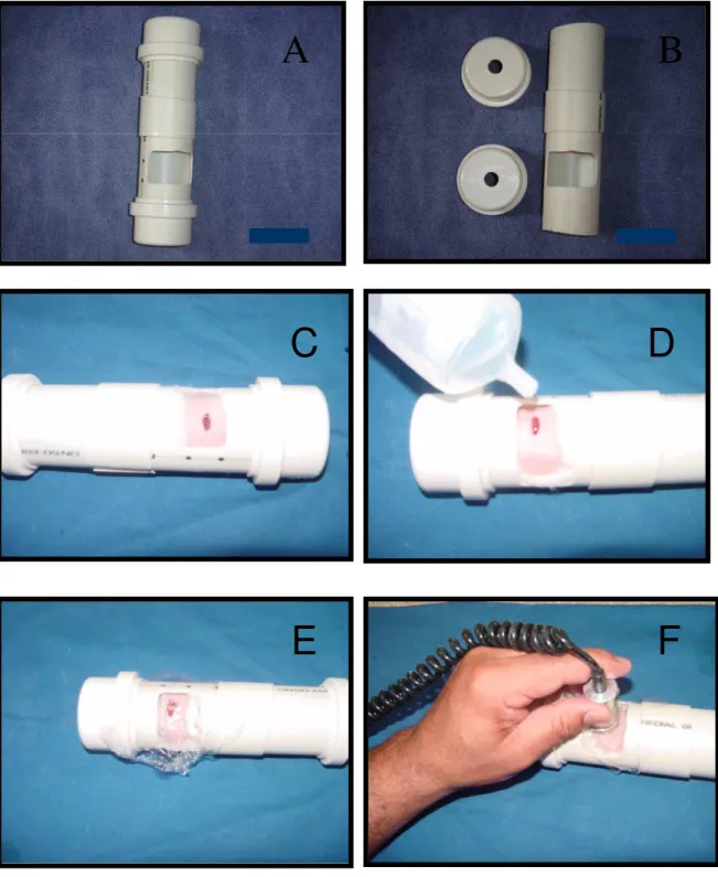 Figura 5. Aplicação do ultra-som. Tubo para imobilizar o animal (A e B); o animal  introduzido no tubo (C); banho da lesão com solução fisiológica (D); a película de  filme de PVC colocada sobre a lesão (C); e a irradiação com o hidrogel aplicado  sobre a 