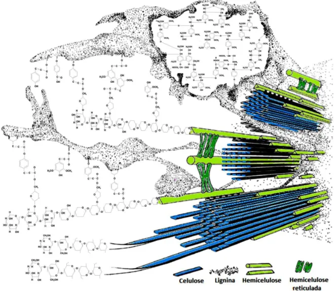 Figura 2.2 Estrutura da Celulose, Hemicelulose e Lignina  Fonte: Bidlack, Malone e Benson (1992) 