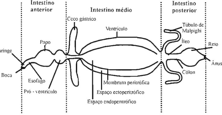 Figura 01 - Esquema geral do tubo digestivo dos insetos. Copiado de Terra &amp; Ferreira (1994).