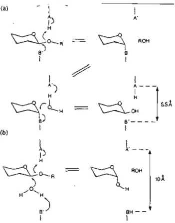 Figura 03 - Diferentes mecanismos para a hidrólise da ligação glicosídica por glicosidases